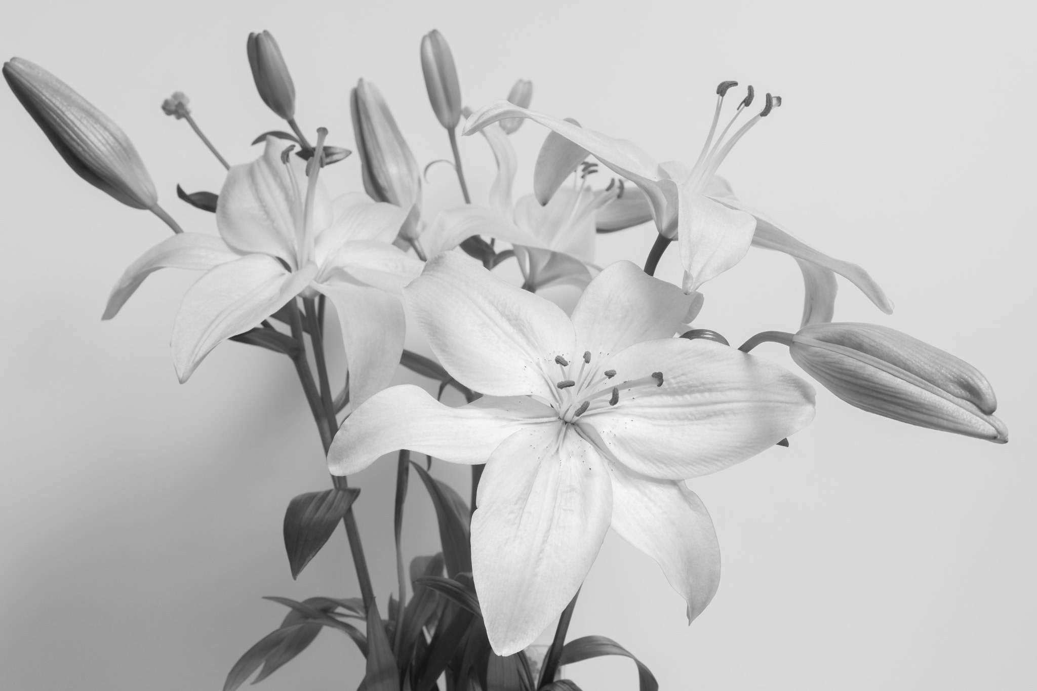 Sony E 35mm F1.8 OSS sample photo. Black and white flowers on white background photography
