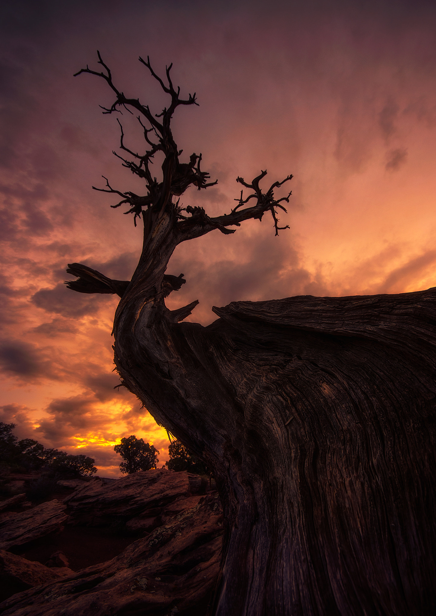 Sigma AF 10-20mm F4-5.6 EX DC sample photo. Skeleton photography