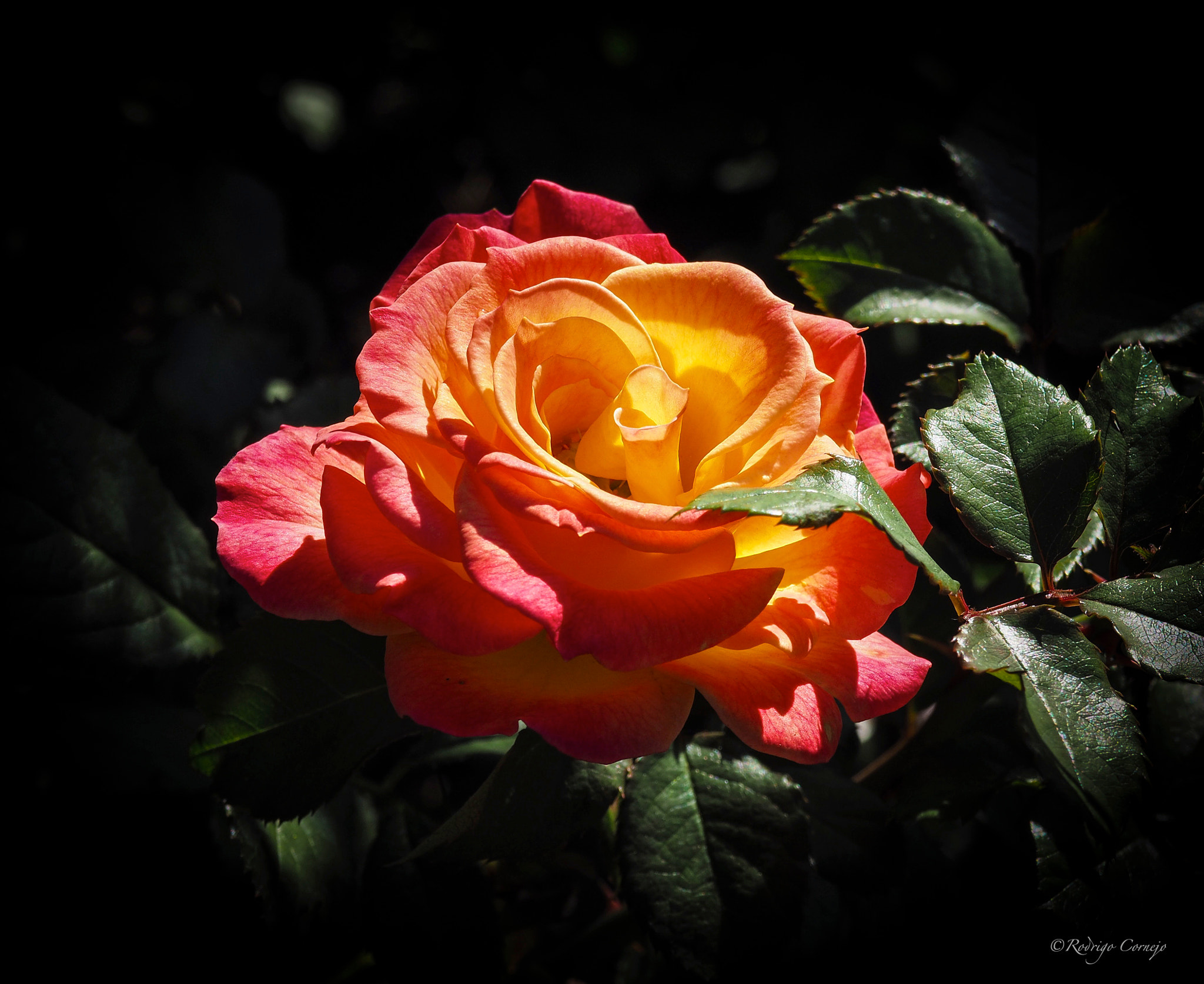 Olympus M.Zuiko Digital 14-42mm F3.5-5.6 II R sample photo. Rose... photography
