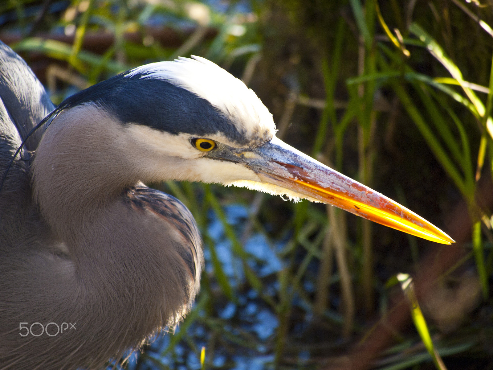 Olympus PEN E-P1 sample photo. Great blue heron photography