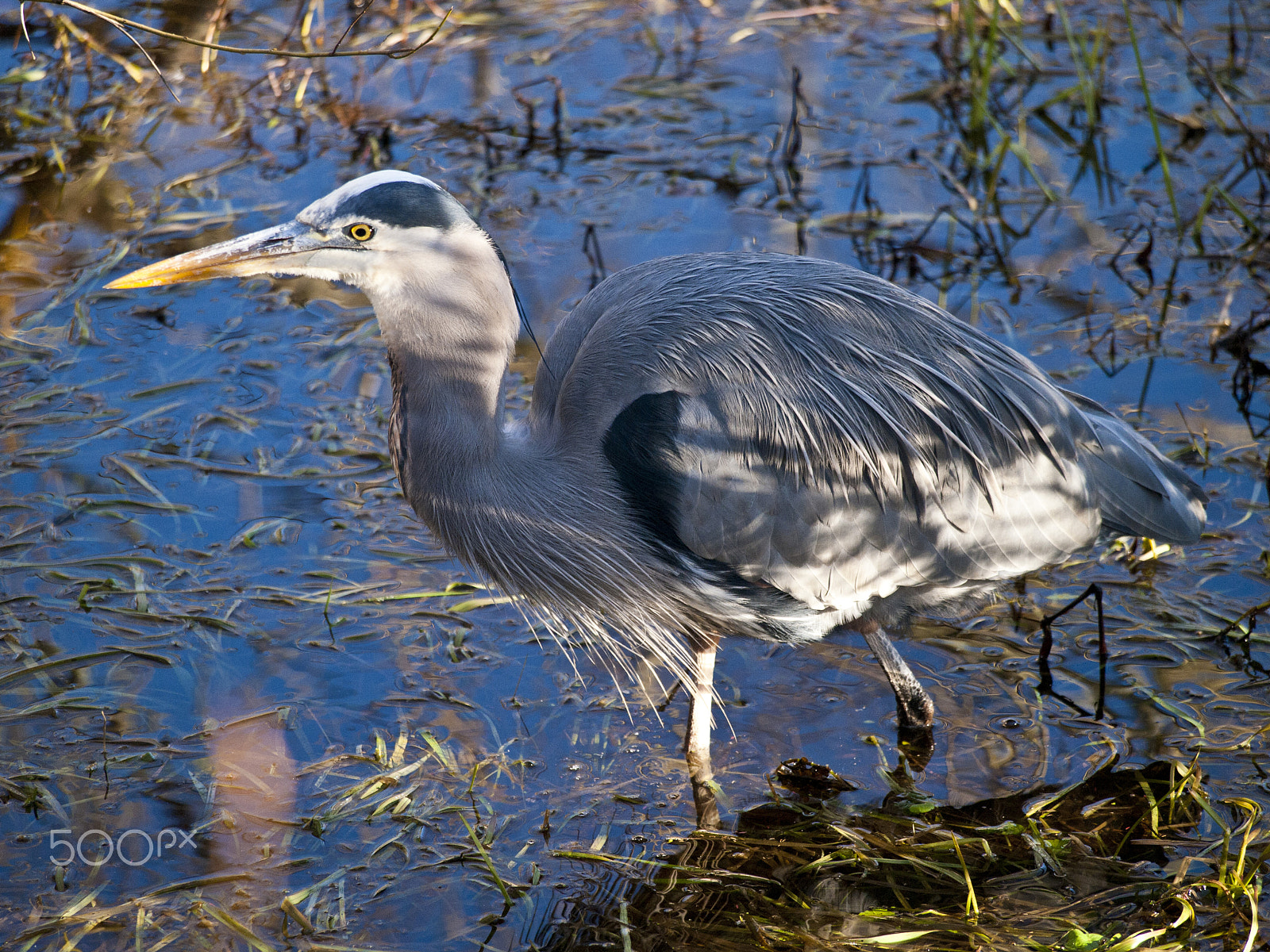 Olympus PEN E-P1 sample photo. Great blue heron photography