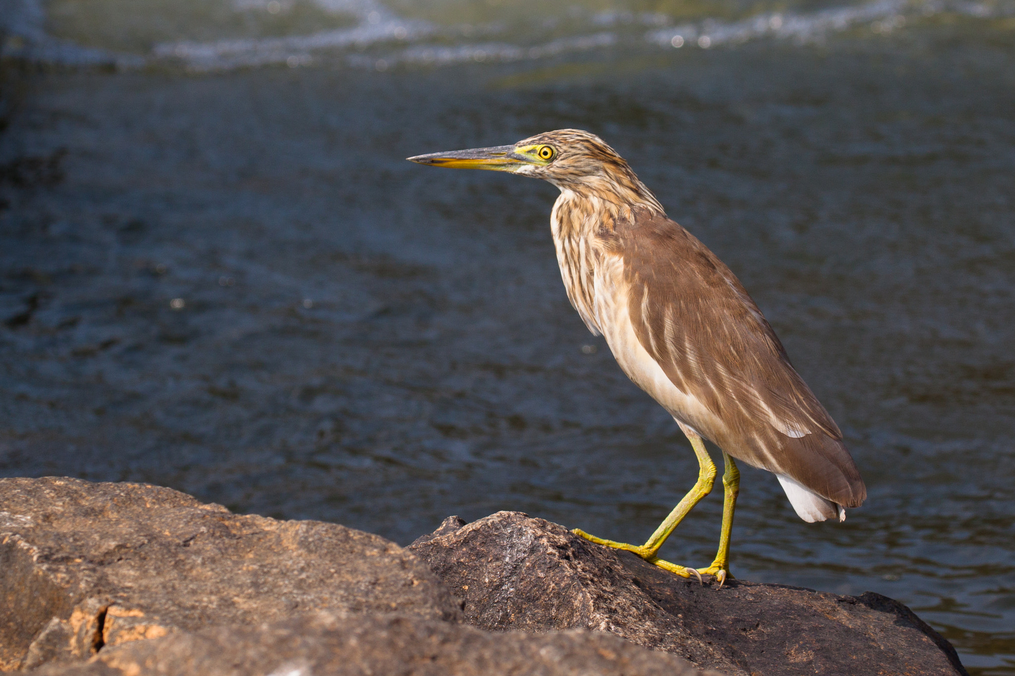 Canon EF 100-400mm F4.5-5.6L IS II USM sample photo. Egret waiting photography