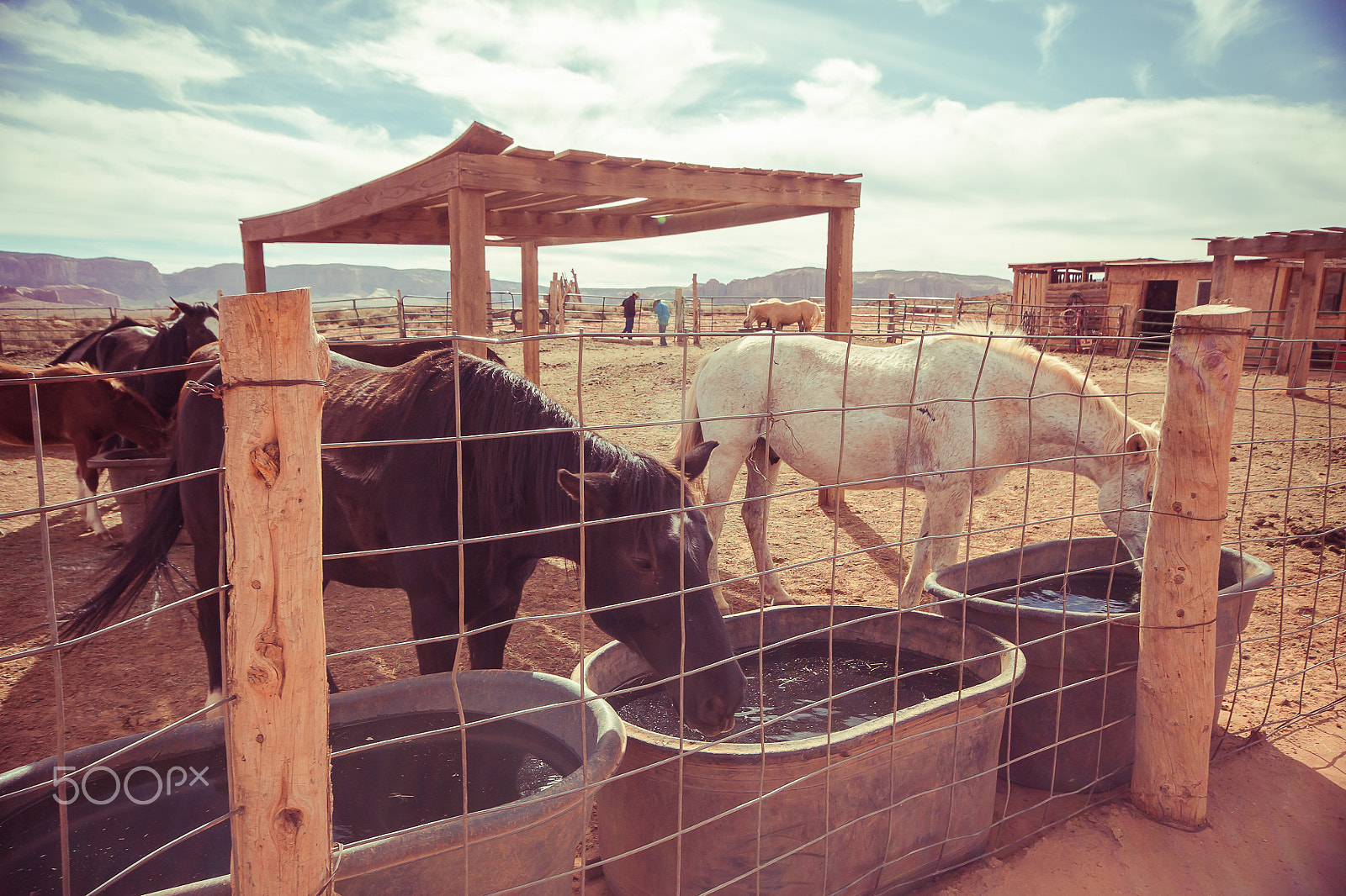 Canon EOS 6D + Sigma 10-20mm F4-5.6 EX DC HSM sample photo. Horses photography