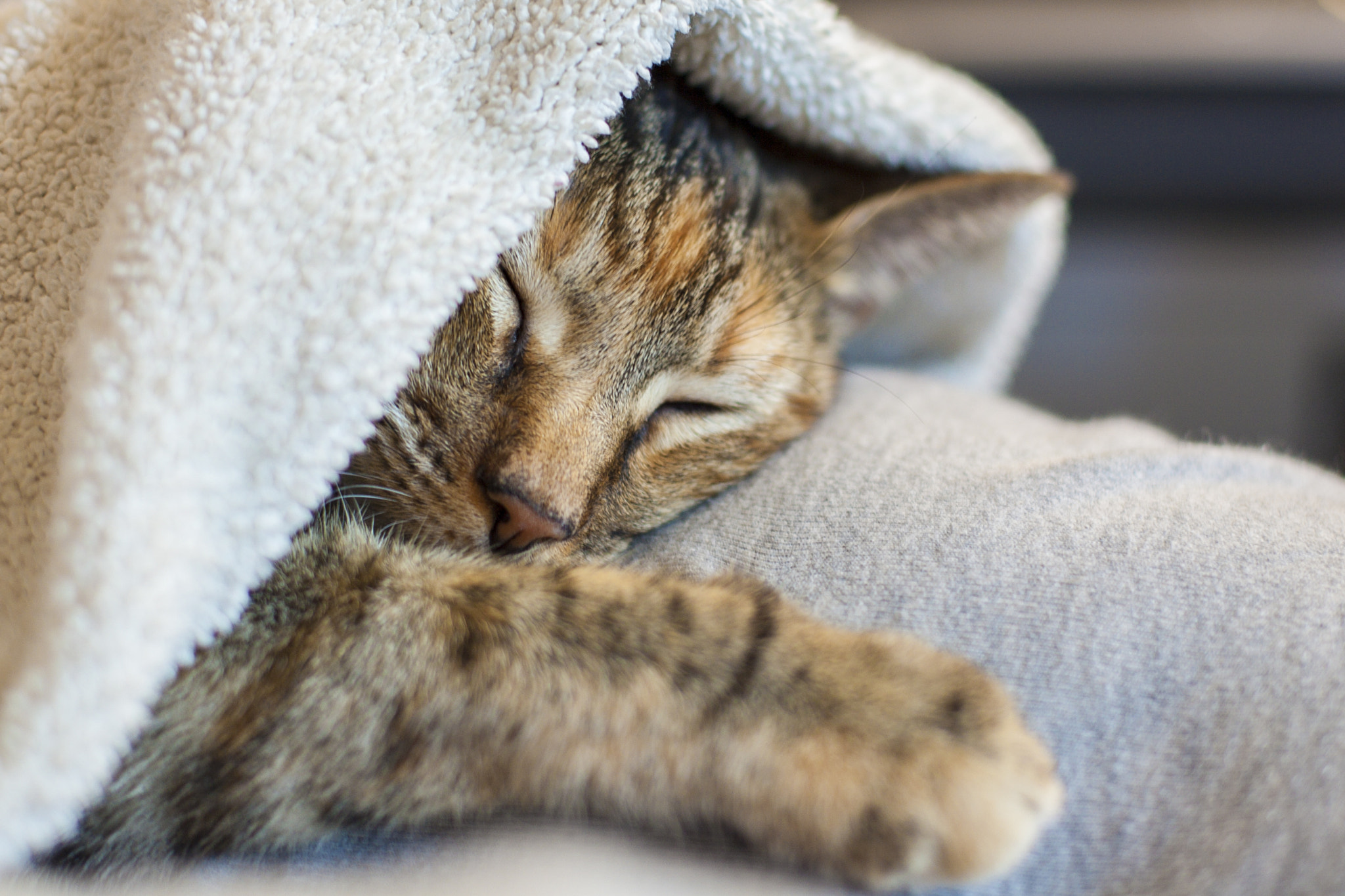 Canon EOS-1D Mark II sample photo. Cozy photography