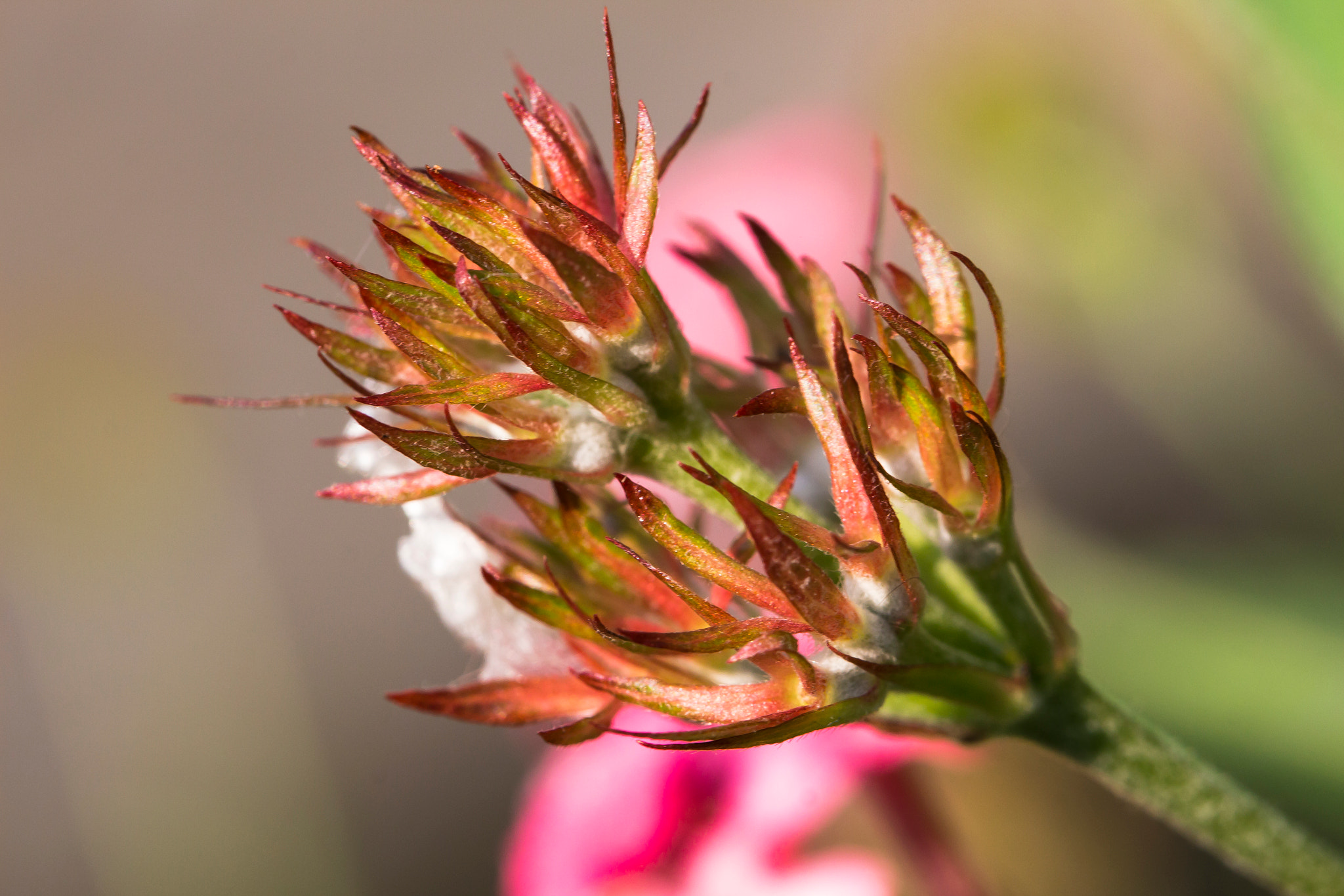 Canon EOS 650D (EOS Rebel T4i / EOS Kiss X6i) sample photo. Fire flower photography