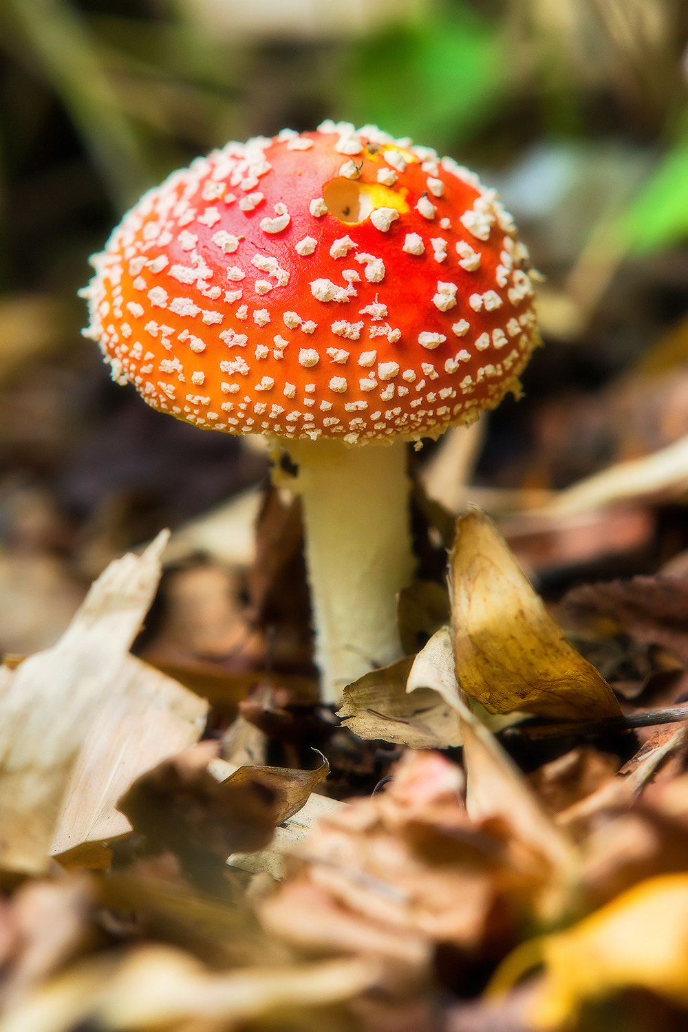 Sony Sonnar T* 135mm F1.8 ZA sample photo. Mushroom. photography