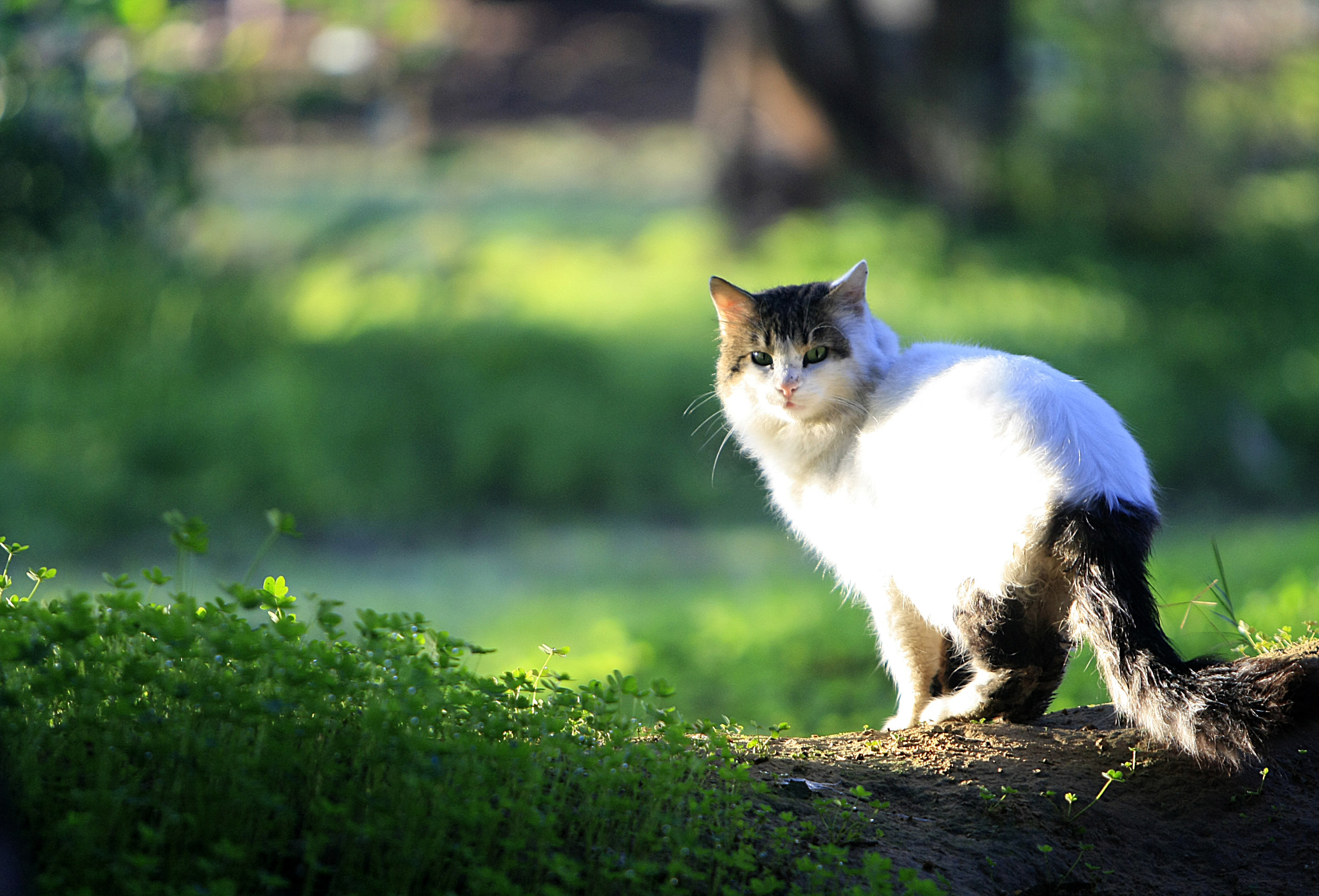 Canon EF 70-200mm F2.8L IS USM sample photo. At the edge photography