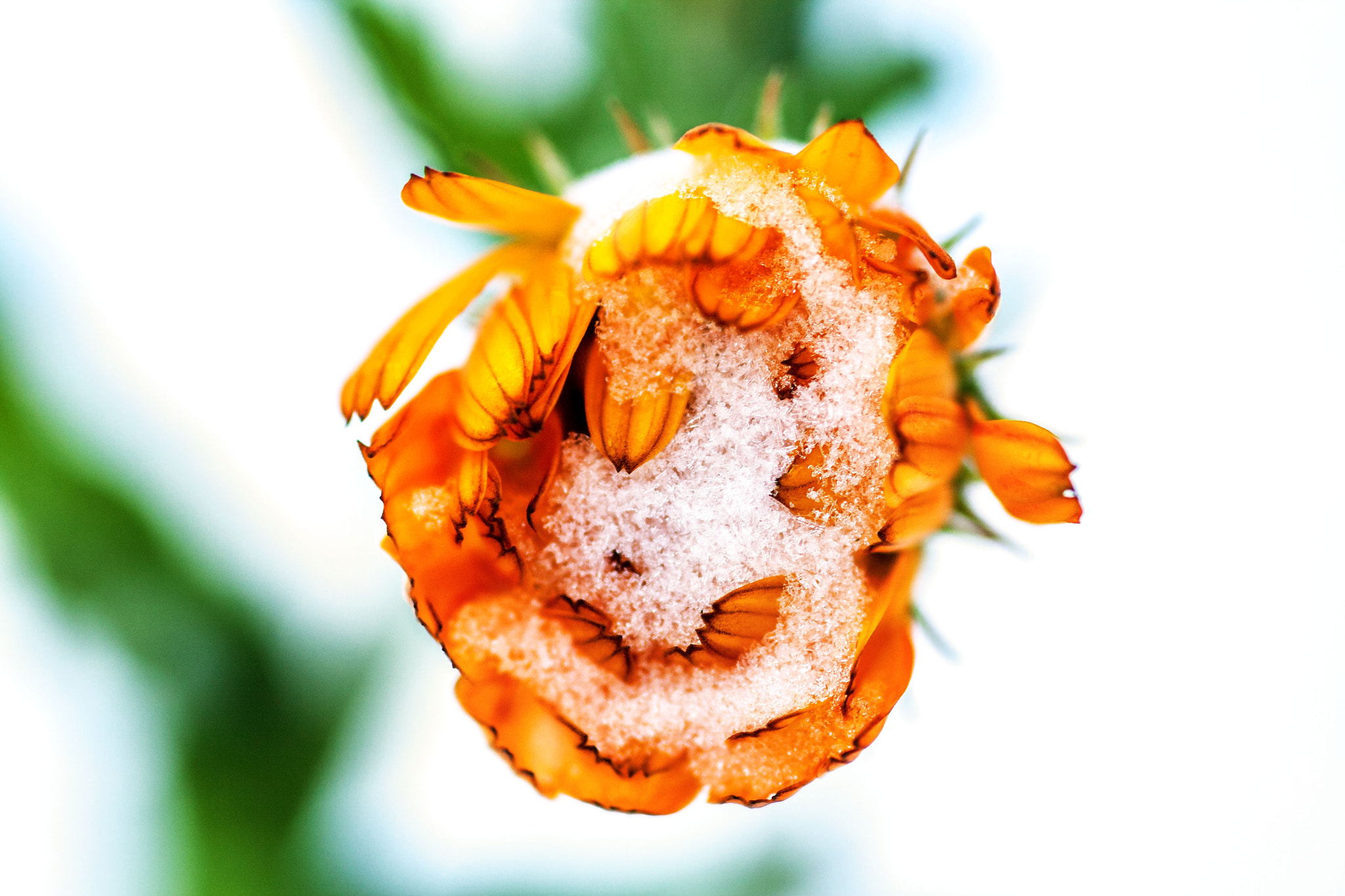 Sigma 105mm F2.8 EX DG Macro sample photo. Blume photography