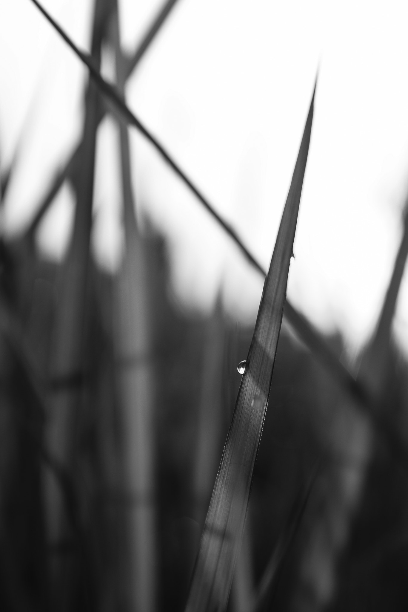 AF Zoom-Nikkor 35-70mm f/2.8 sample photo. Knife.jpg photography