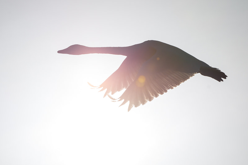 Tamron SP 70-300mm F4-5.6 Di USD sample photo. Whiteout photography