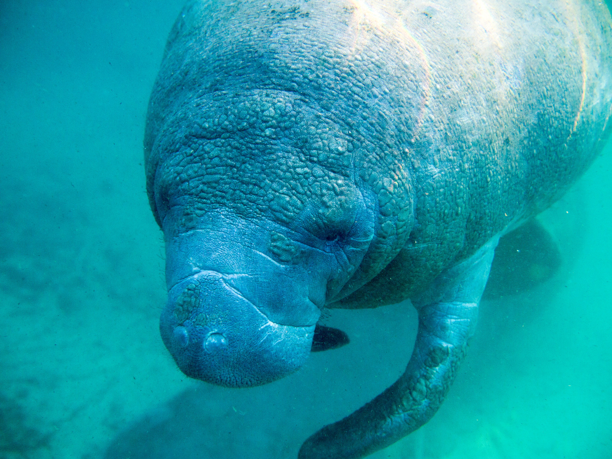 Olympus PEN E-PM1 + Olympus M.Zuiko Digital 25mm F1.8 sample photo. Manatee at christmas, #2 photography