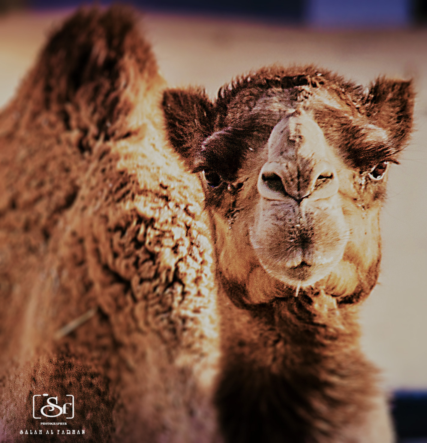 Sigma 150-500mm F5-6.3 DG OS HSM sample photo. Camel  photography
