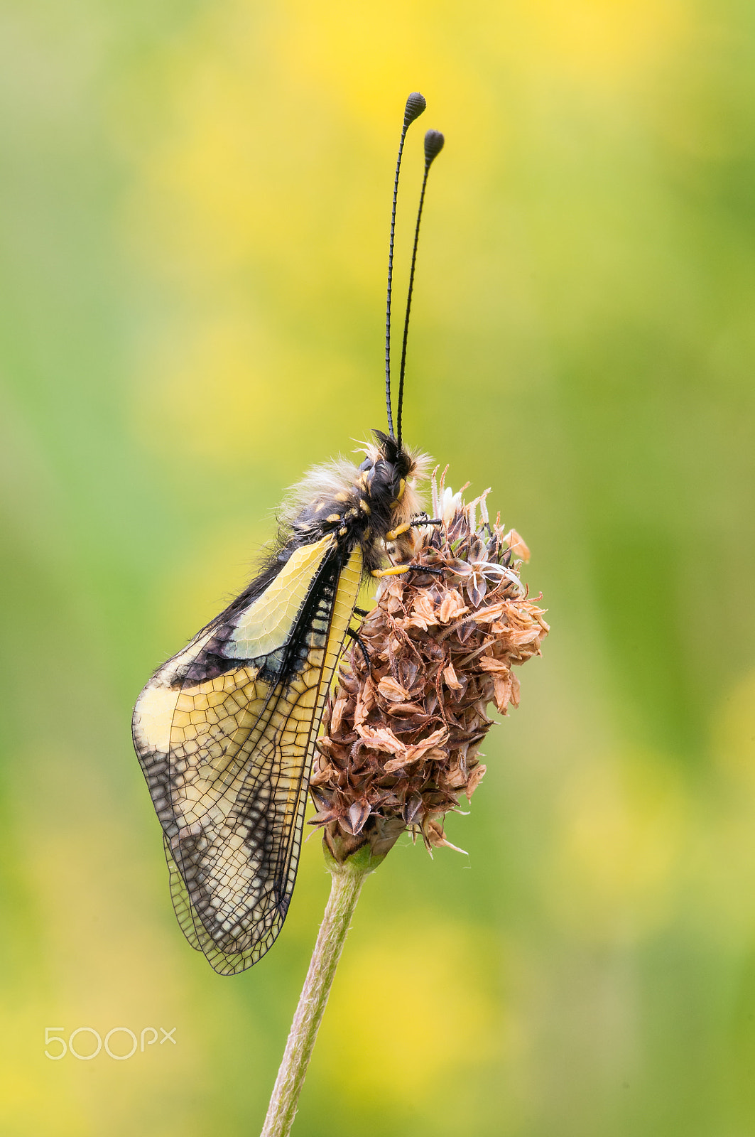Sigma 150mm F2.8 EX DG Macro HSM sample photo. Owlfly photography