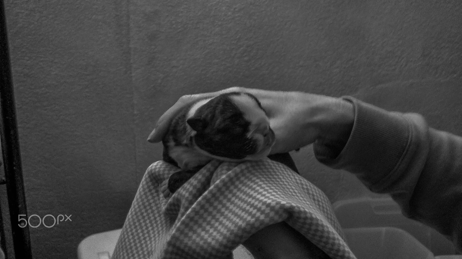 Motorola Atrix sample photo. Bulldog puppy 2011-04-14_17-57-58_526.jpg photography