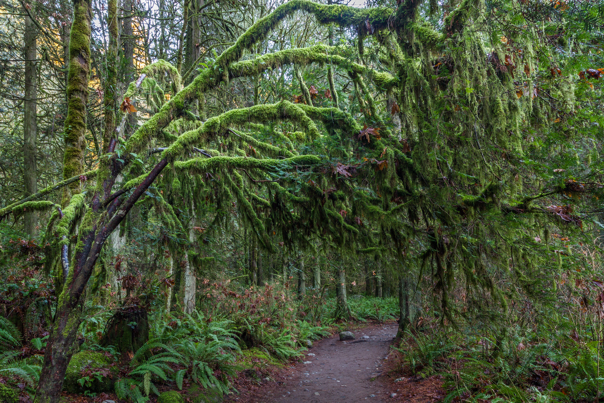 Canon EF-S 10-18mm F4.5–5.6 IS STM sample photo. Lynn canyon park photography