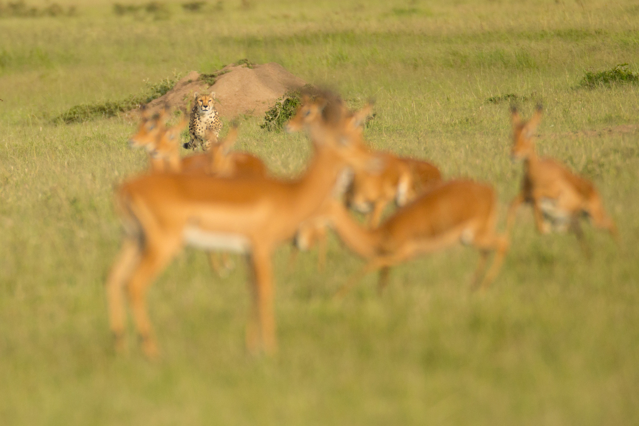 Canon EOS-1D X + Canon EF 600mm F4L IS USM sample photo. Cheetah on the hunt photography