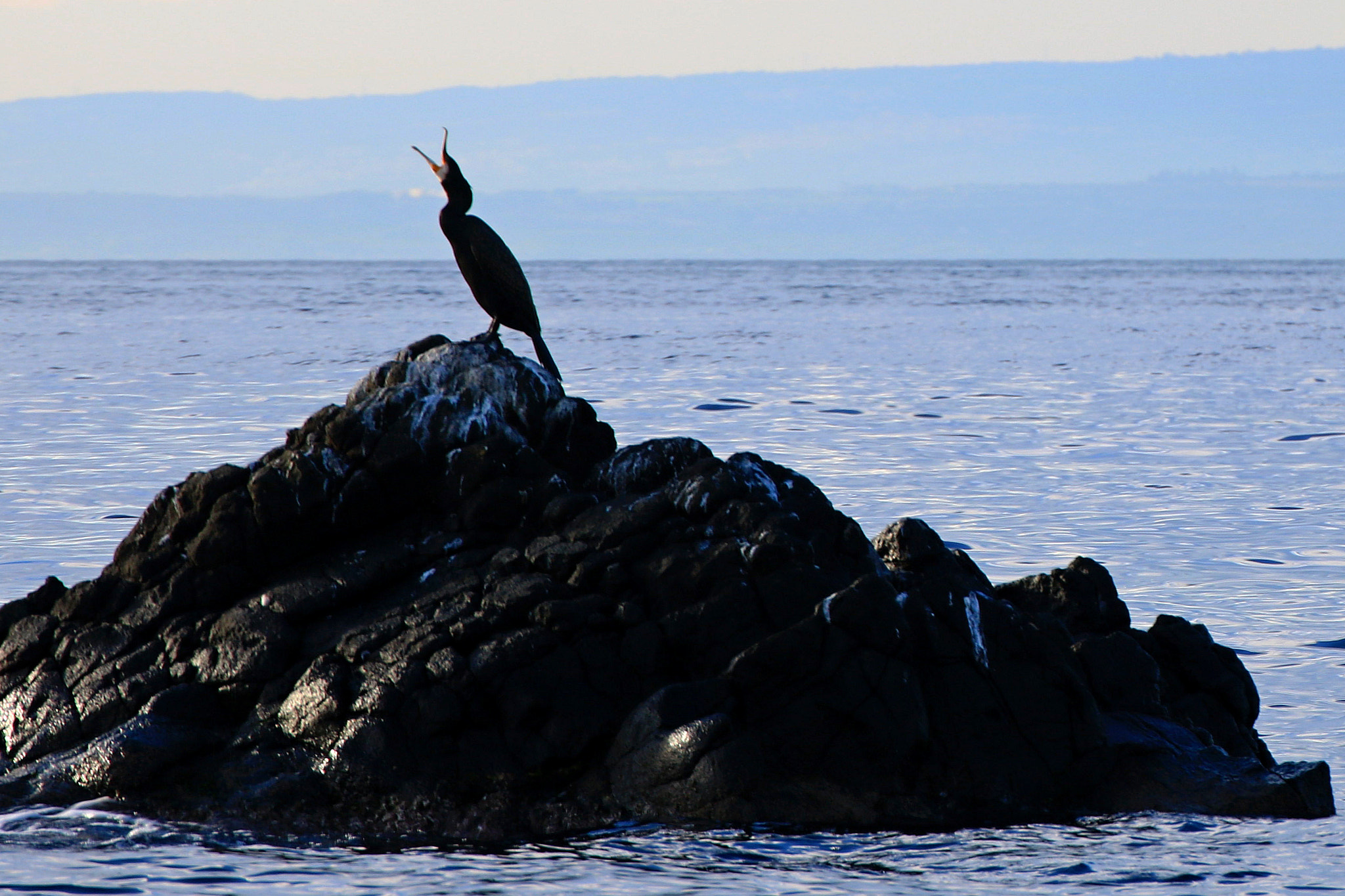 Tamron SP 35mm F1.8 Di VC USD sample photo. Cormorano photography