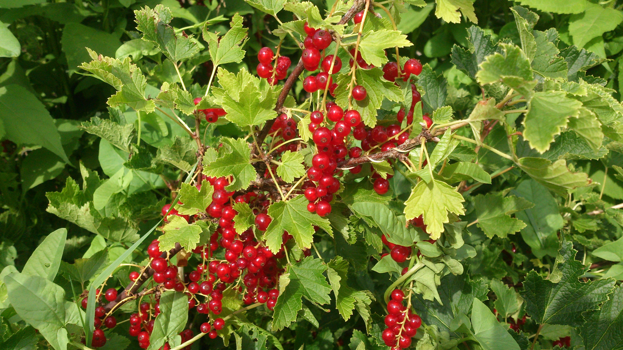 Sony Xperia V sample photo. 485.jpg photography