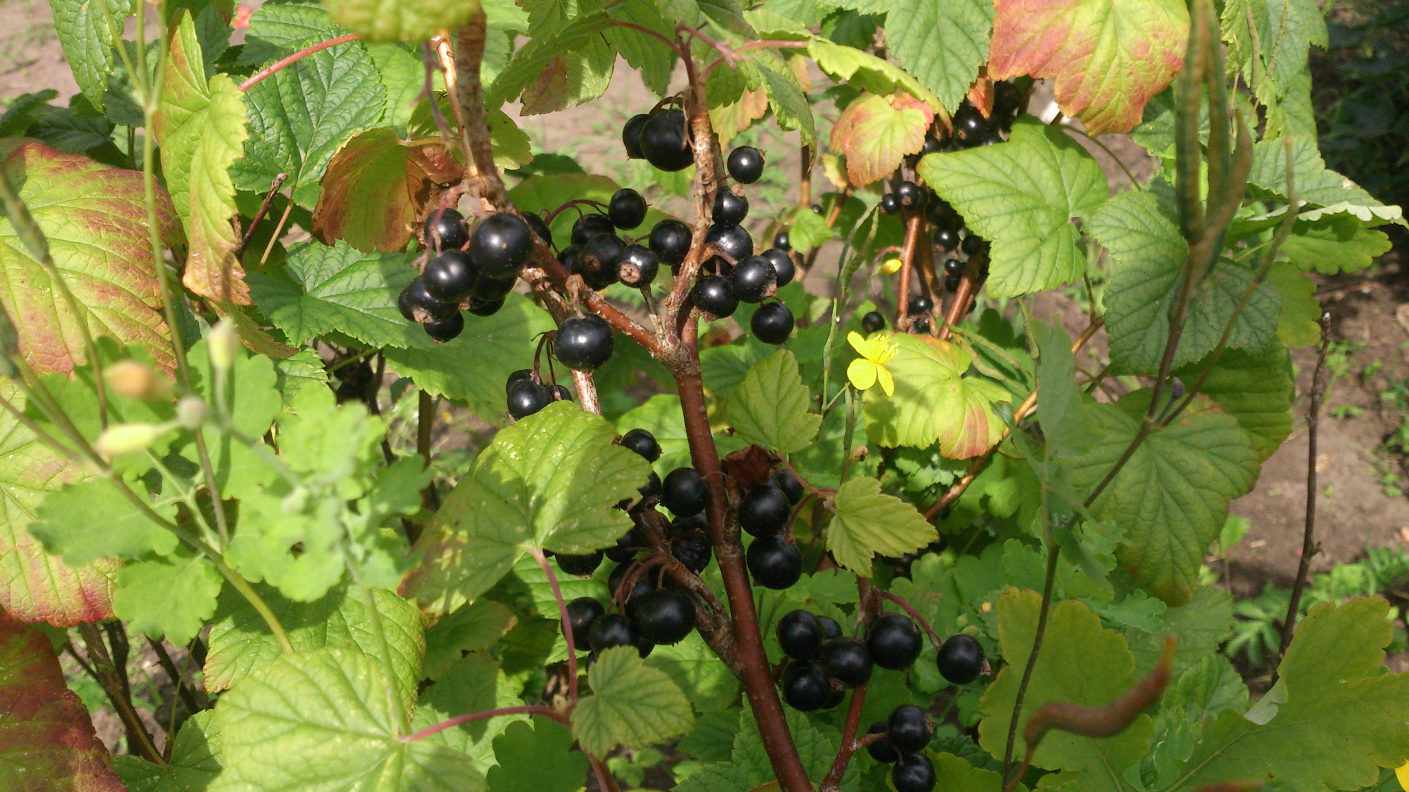 Sony Xperia V sample photo. 486.jpg photography