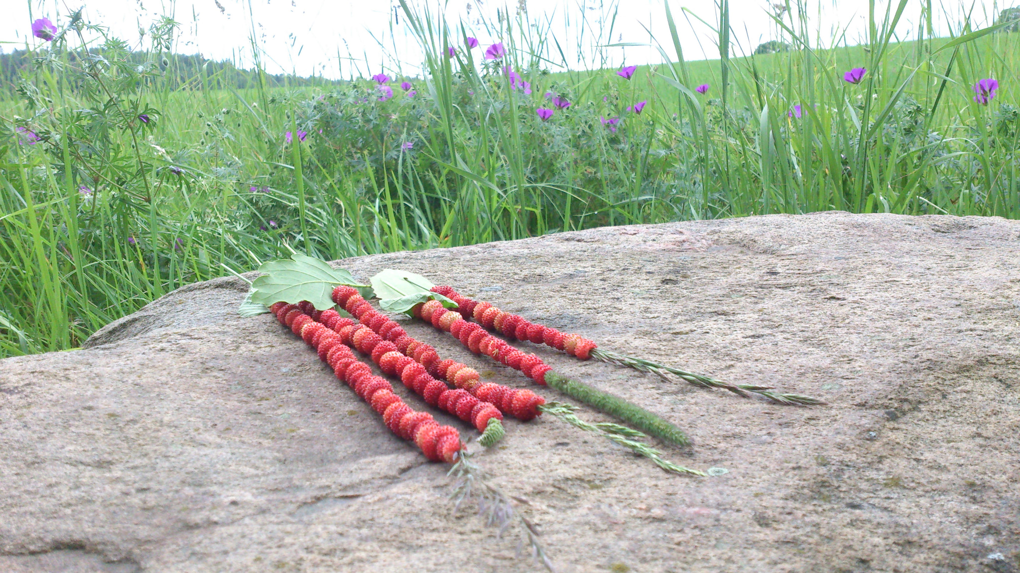 Sony Xperia V sample photo. 461.jpg photography