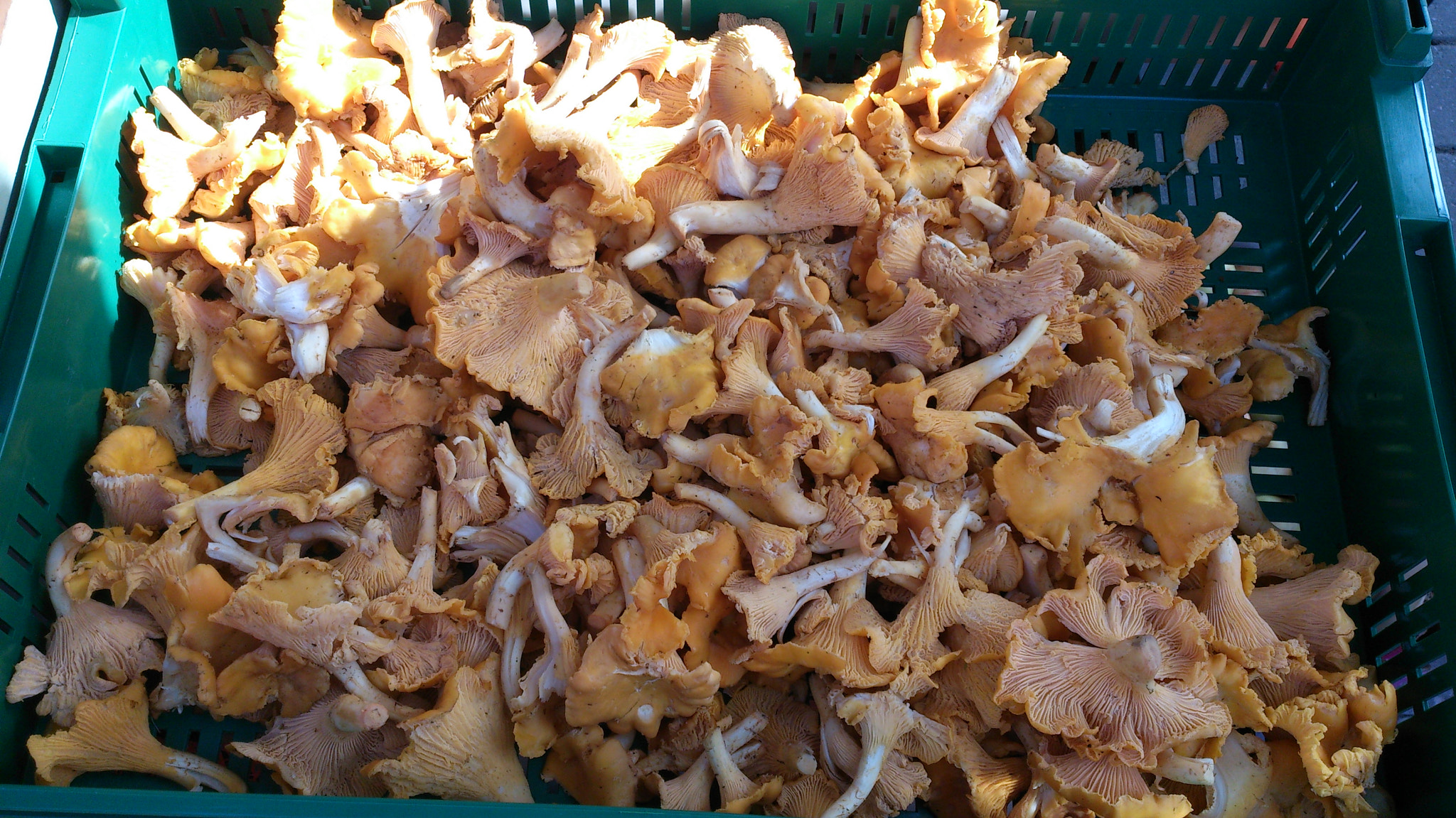 Sony Xperia V sample photo. 113.jpg photography