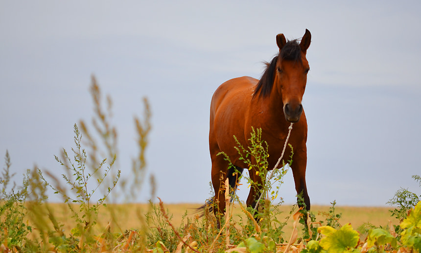 FSA-L2, EDG 65, 800mm F13 G sample photo. 7982831043.jpg photography