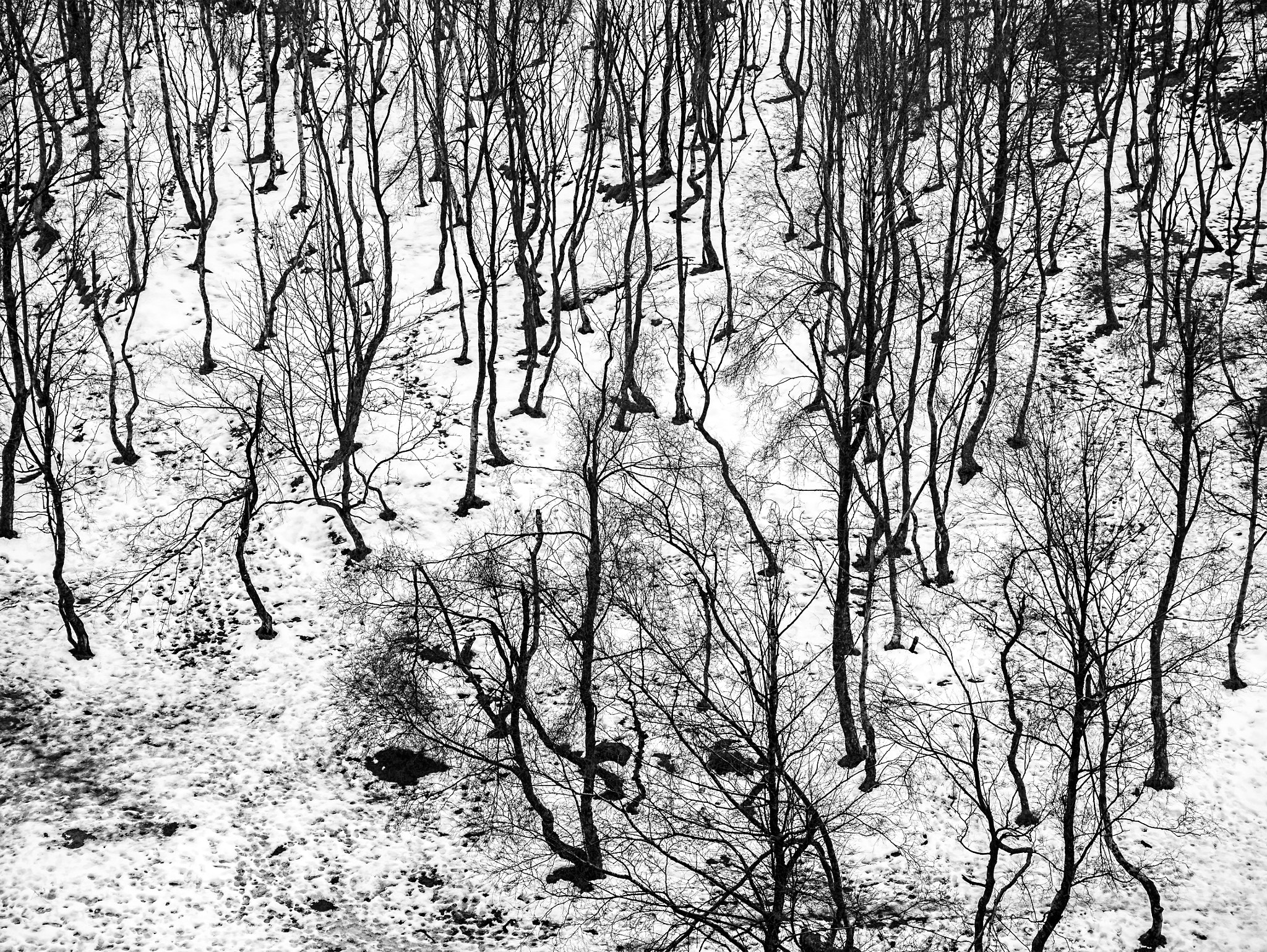 LUMIX G VARIO 35-100/F4.0-5.6 sample photo. Bolehill quarry, derbyshire, snow photography