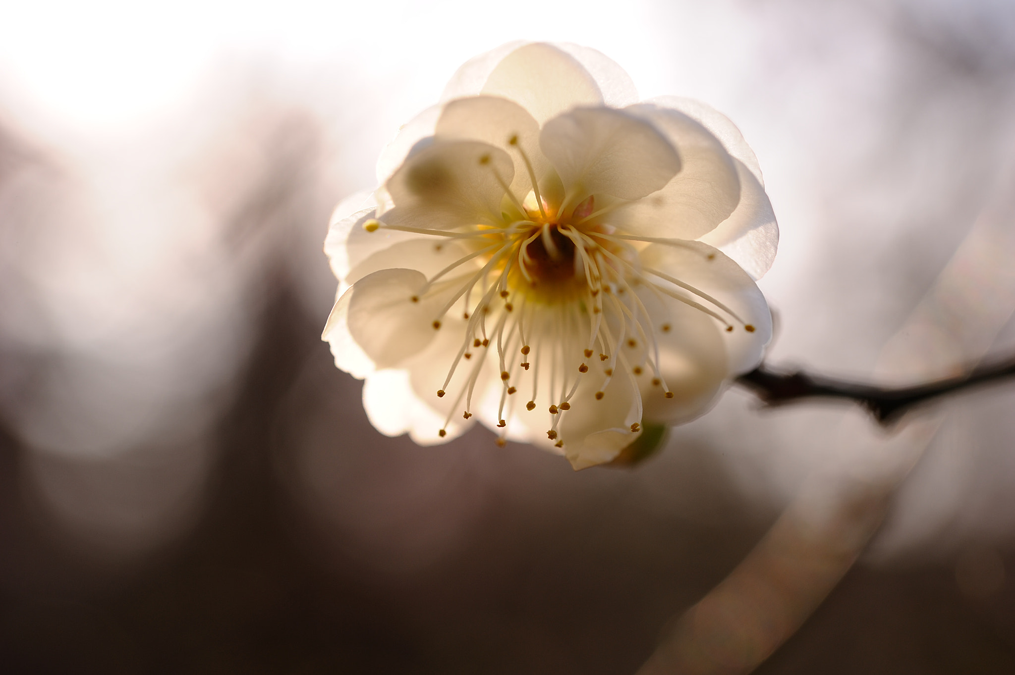 Nikon AF-S Micro-Nikkor 60mm F2.8G ED sample photo. D3s_7881.jpg photography