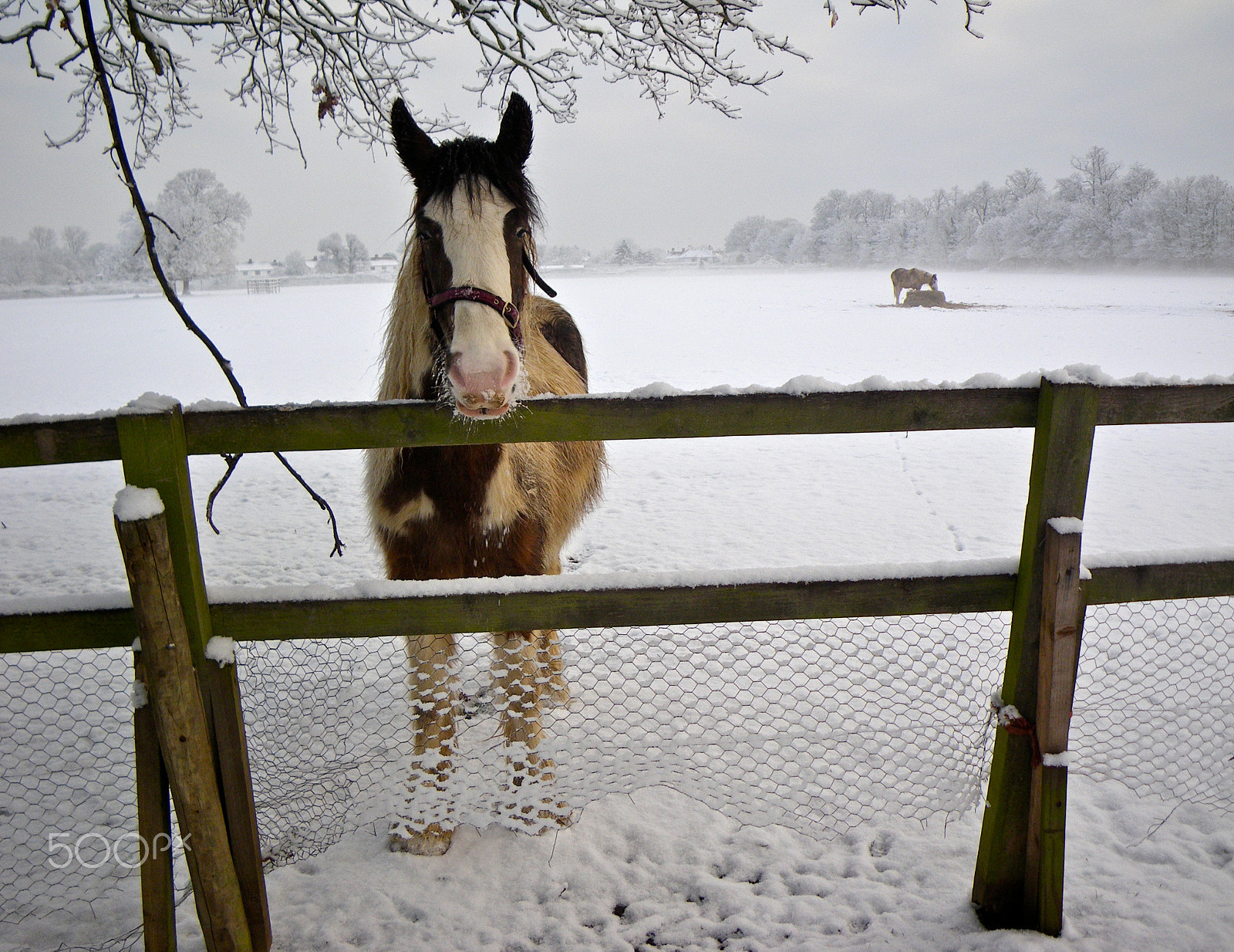 Pentax Optio W60 sample photo. Got any food? photography