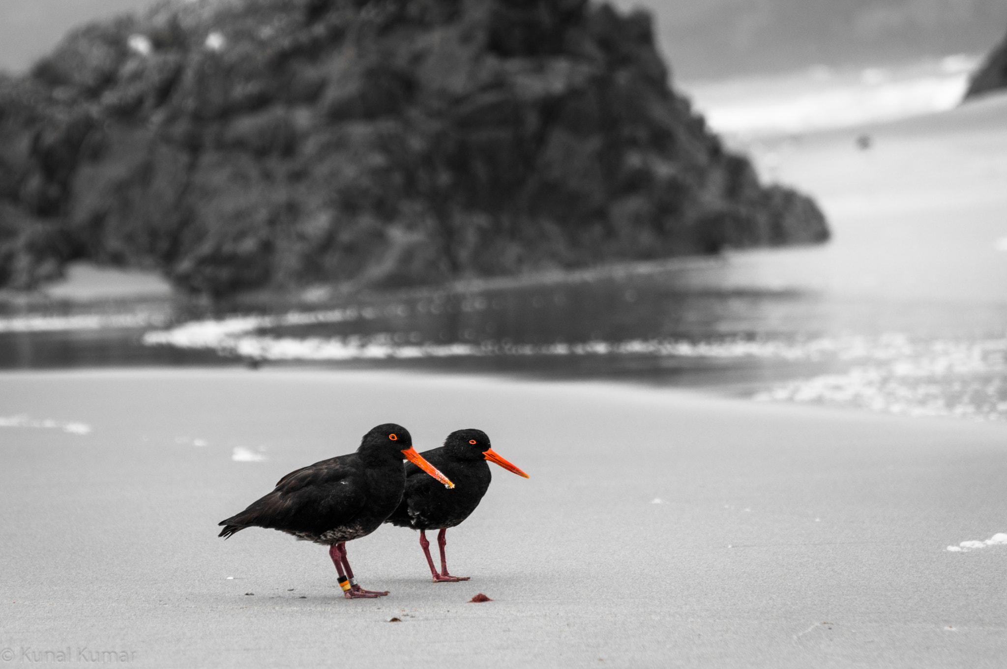 Sony Alpha NEX-5R + Sony E PZ 18-105mm F4 G OSS sample photo. Varied oystercatchers photography