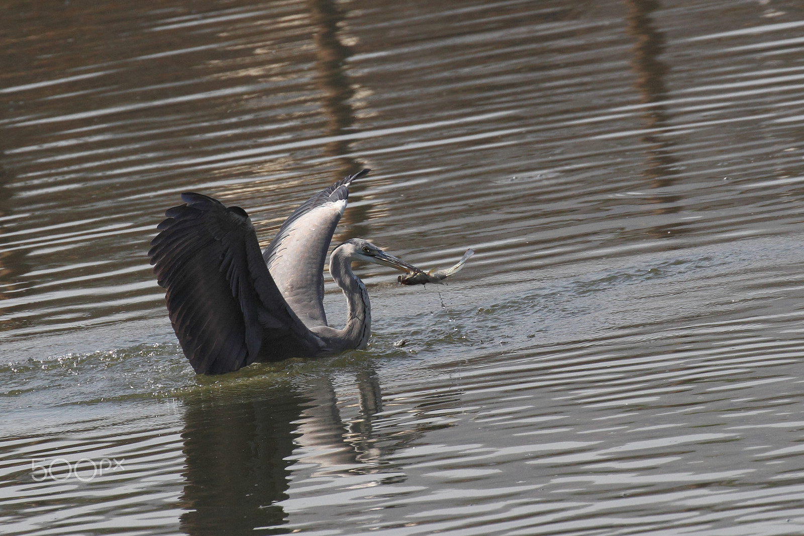 Canon EF 100-400mm F4.5-5.6L IS II USM sample photo. Grey heron with catch photography