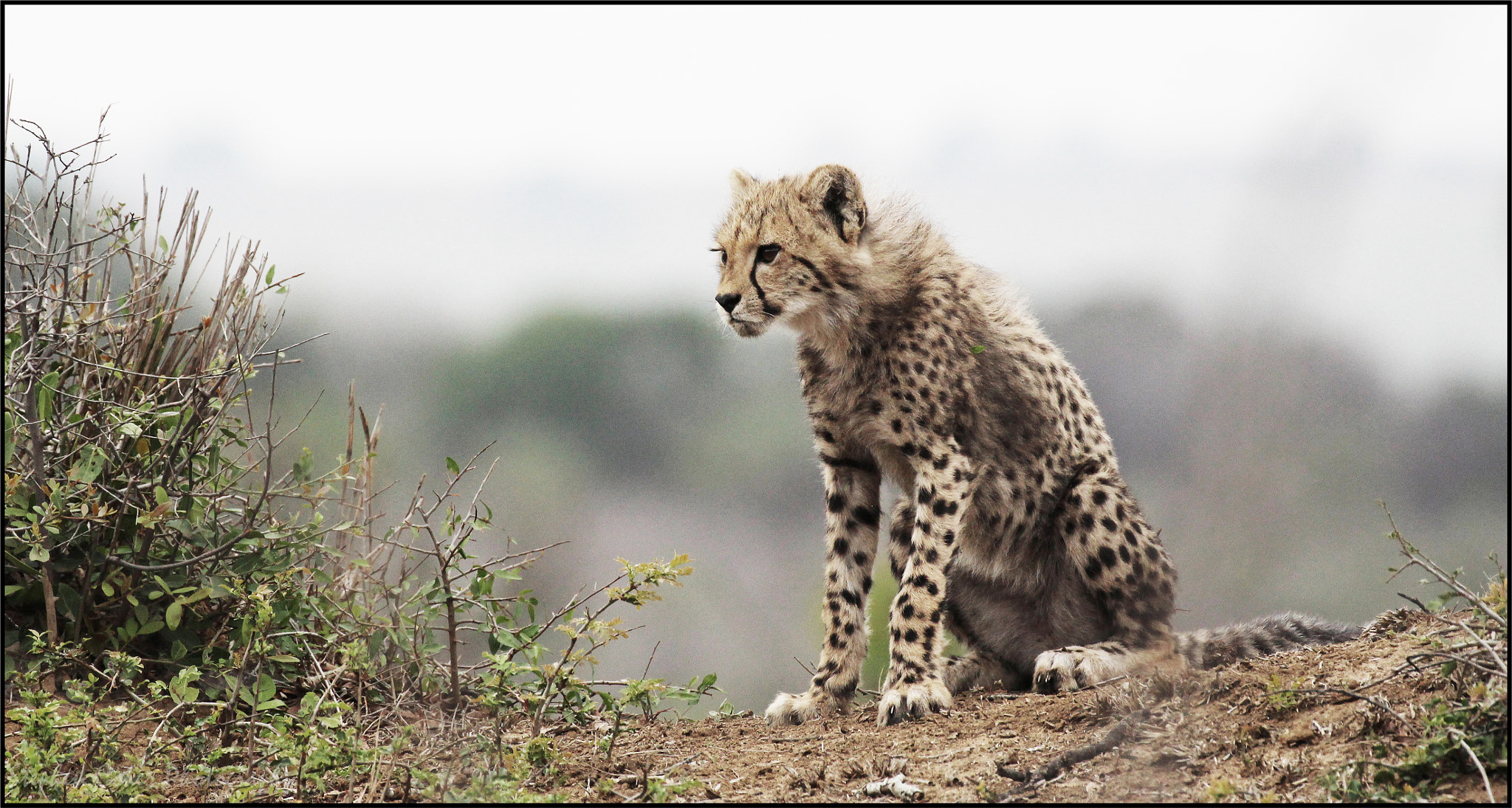 Canon EF 100-400mm F4.5-5.6L IS II USM sample photo. Cheetah cub photography