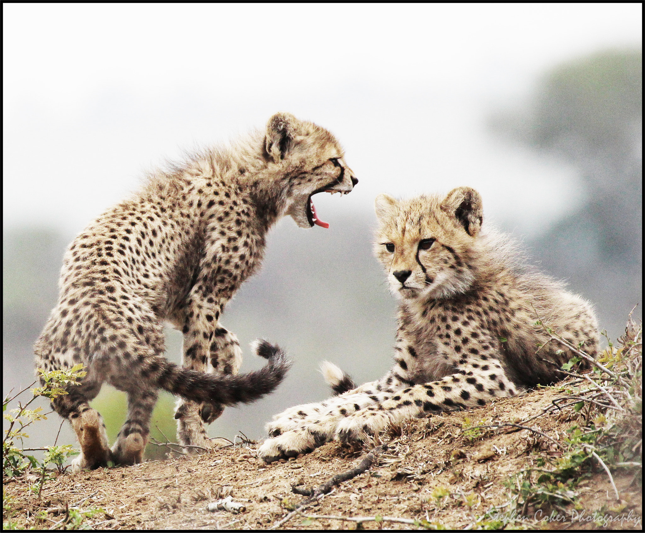 Canon EF 100-400mm F4.5-5.6L IS II USM sample photo. Cheetah cubs photography