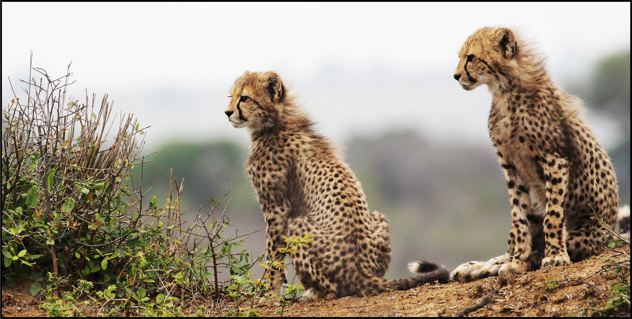 Canon EF 100-400mm F4.5-5.6L IS II USM sample photo. Cheetah cubs photography
