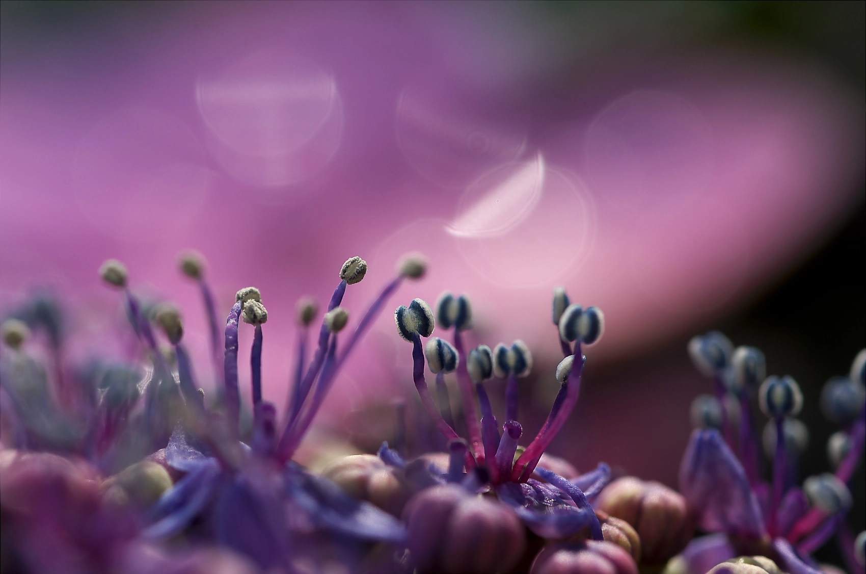 Pentax smc D-FA 100mm F2.8 Macro WR sample photo. Hydrangea photography