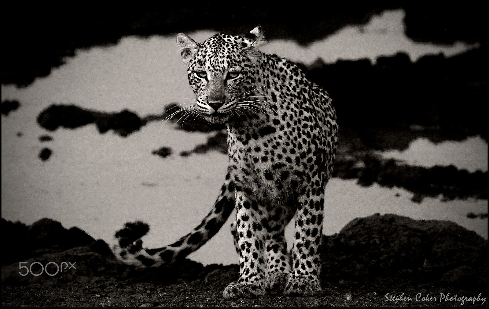 Canon EF 100-400mm F4.5-5.6L IS II USM sample photo. Nkonyane photography