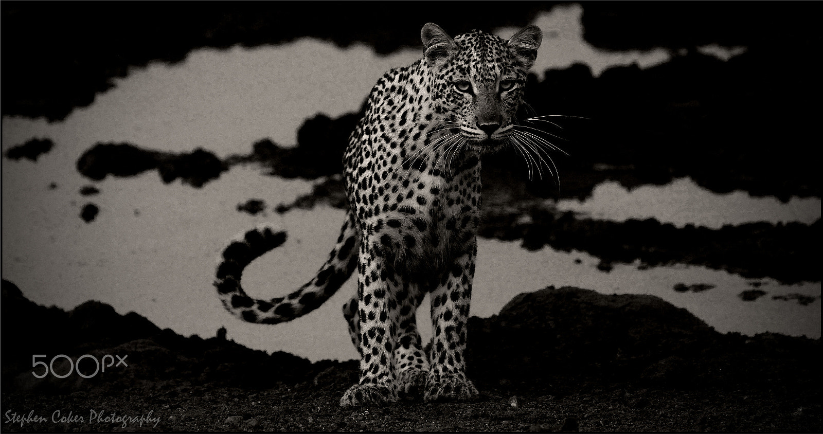 Canon EF 100-400mm F4.5-5.6L IS II USM sample photo. Nkonyane photography