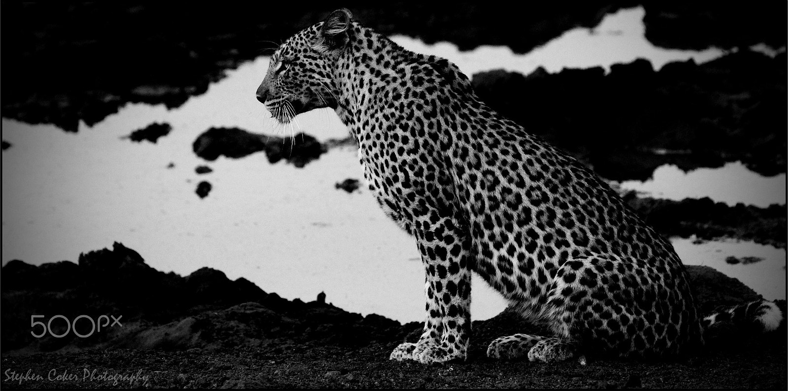 Canon EF 100-400mm F4.5-5.6L IS II USM sample photo. Nkonyane photography