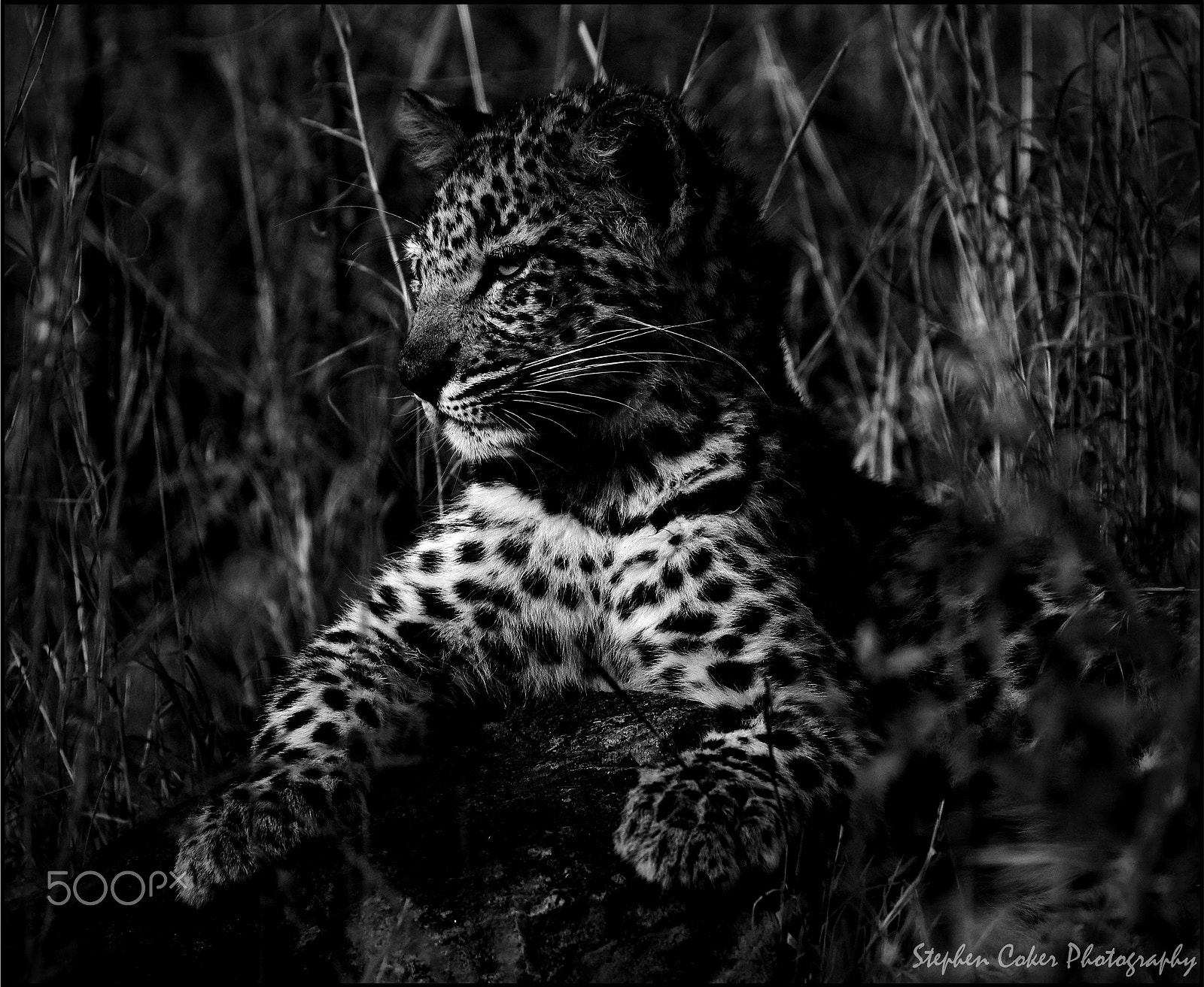 Canon EF 100-400mm F4.5-5.6L IS II USM sample photo. Nkonyane cub b&w photography
