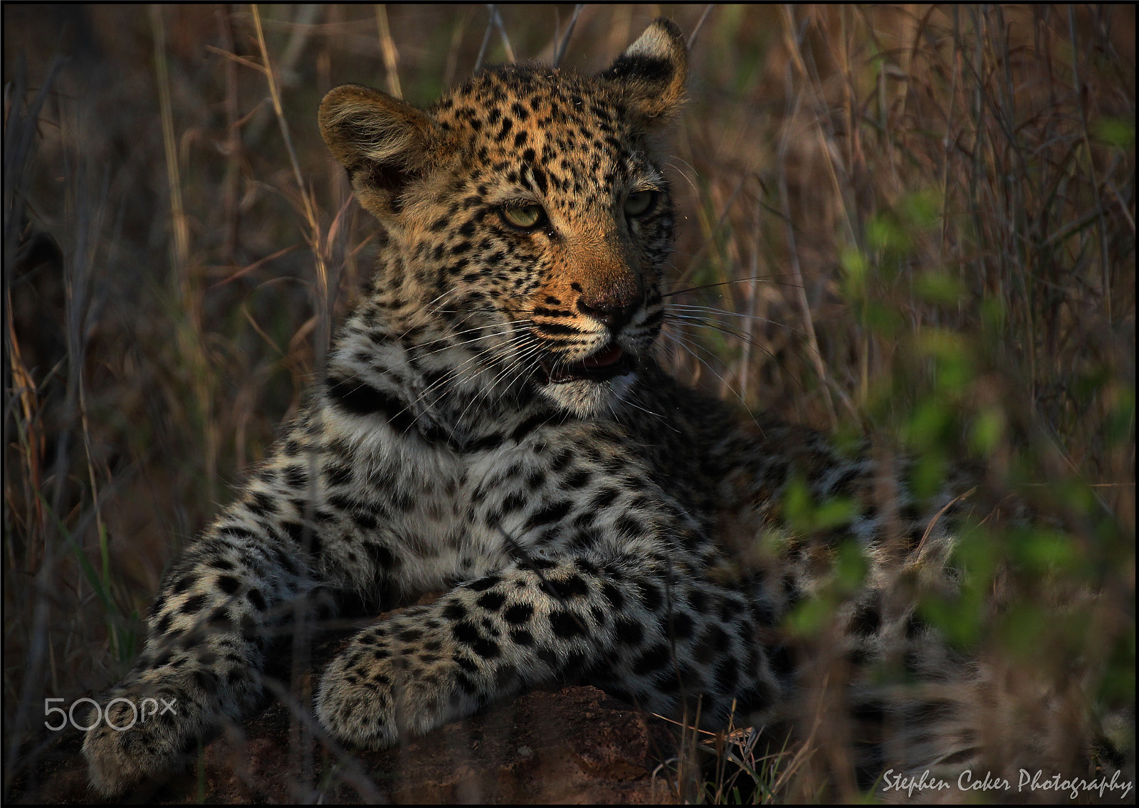Canon EF 100-400mm F4.5-5.6L IS II USM sample photo. Nkonyane cub photography
