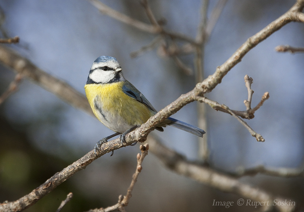 Canon EOS-1Ds Mark III + Canon EF 28-300mm F3.5-5.6L IS USM sample photo. Blue tit 1 photography