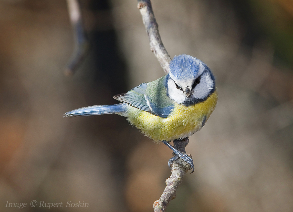 Canon EOS-1Ds Mark III + Canon EF 28-300mm F3.5-5.6L IS USM sample photo. Blue tit 2 photography