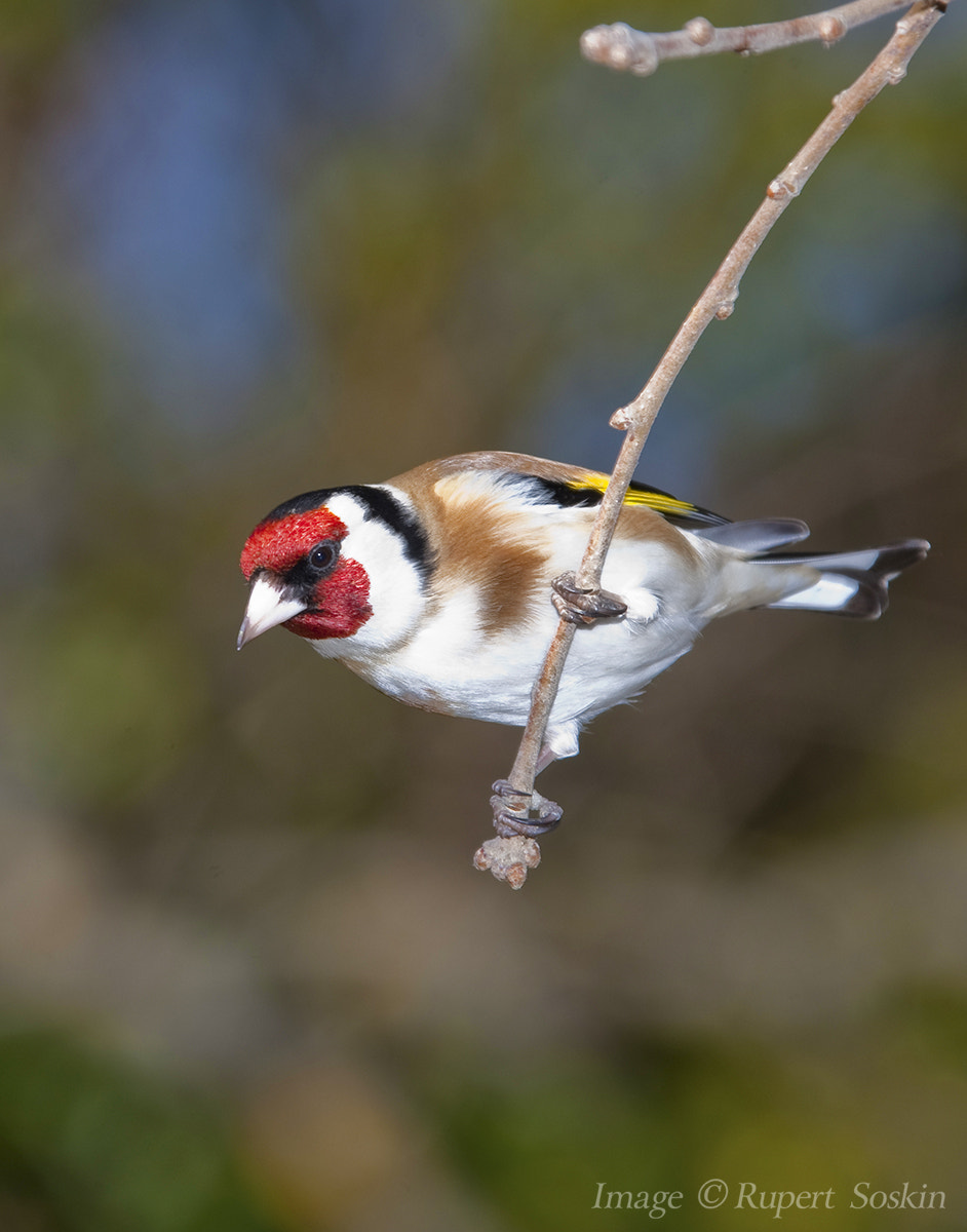Canon EOS-1Ds Mark III + Canon EF 28-300mm F3.5-5.6L IS USM sample photo. Goldfinch photography