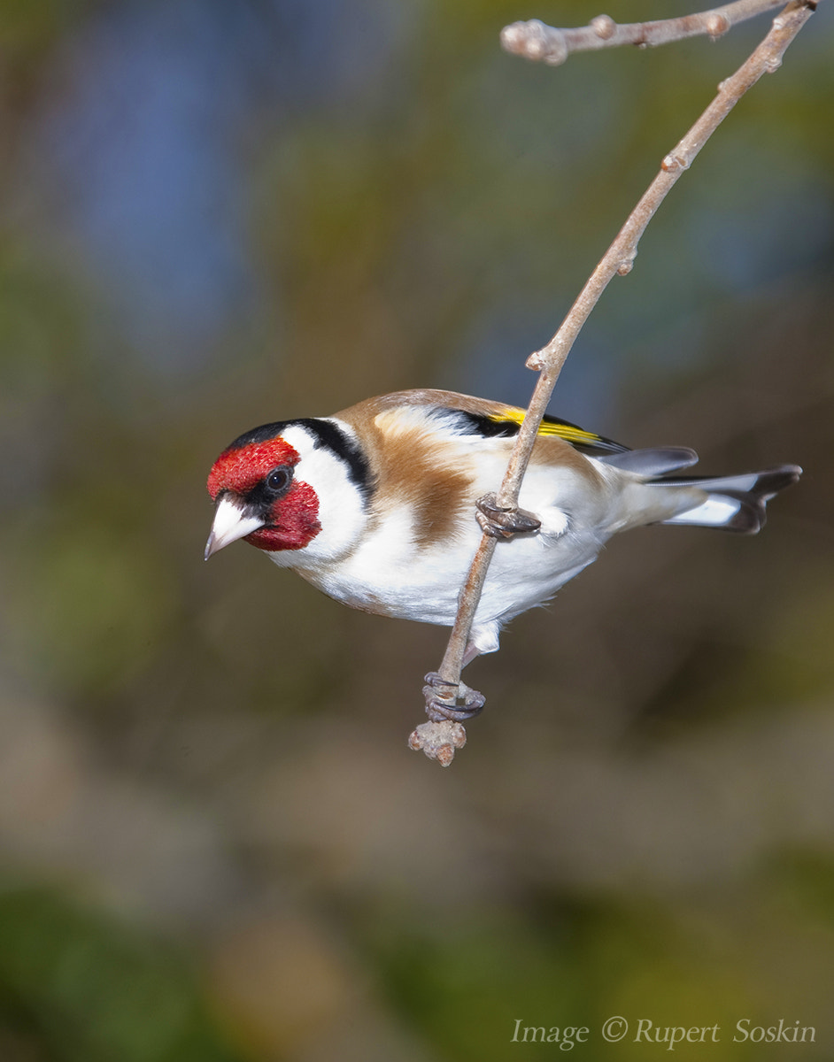 Canon EF 28-300mm F3.5-5.6L IS USM sample photo. Goldfinch photography