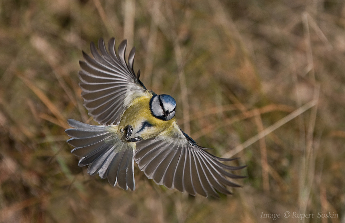 Canon EOS-1Ds Mark III + Canon EF 28-300mm F3.5-5.6L IS USM sample photo. Blue tit in flight photography