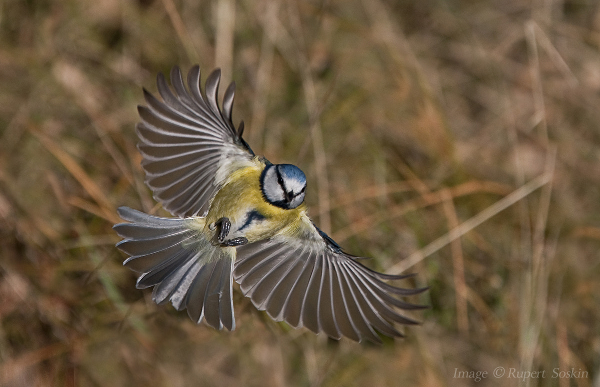 Canon EF 28-300mm F3.5-5.6L IS USM sample photo. Blue tit in flight photography