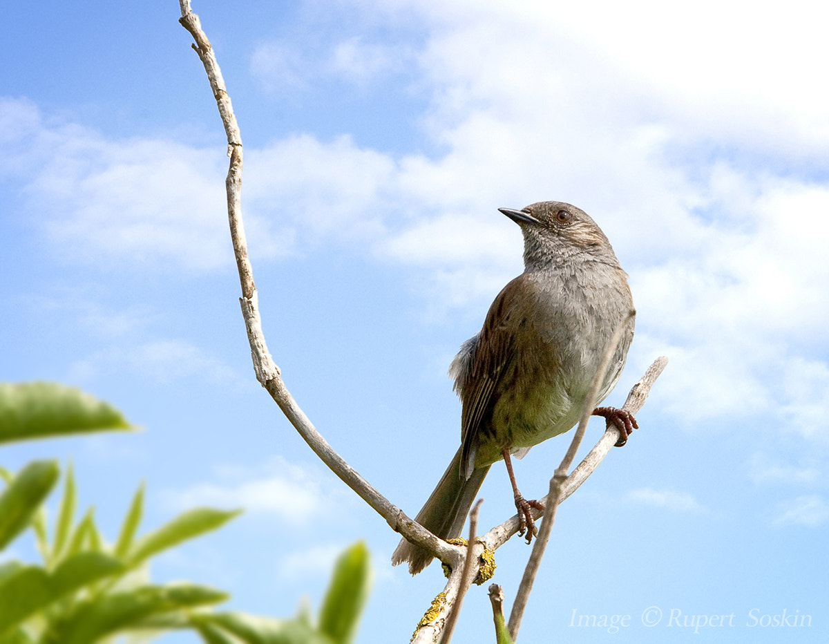 Canon EOS-1Ds Mark III + Canon EF 28-300mm F3.5-5.6L IS USM sample photo. Dunnock photography