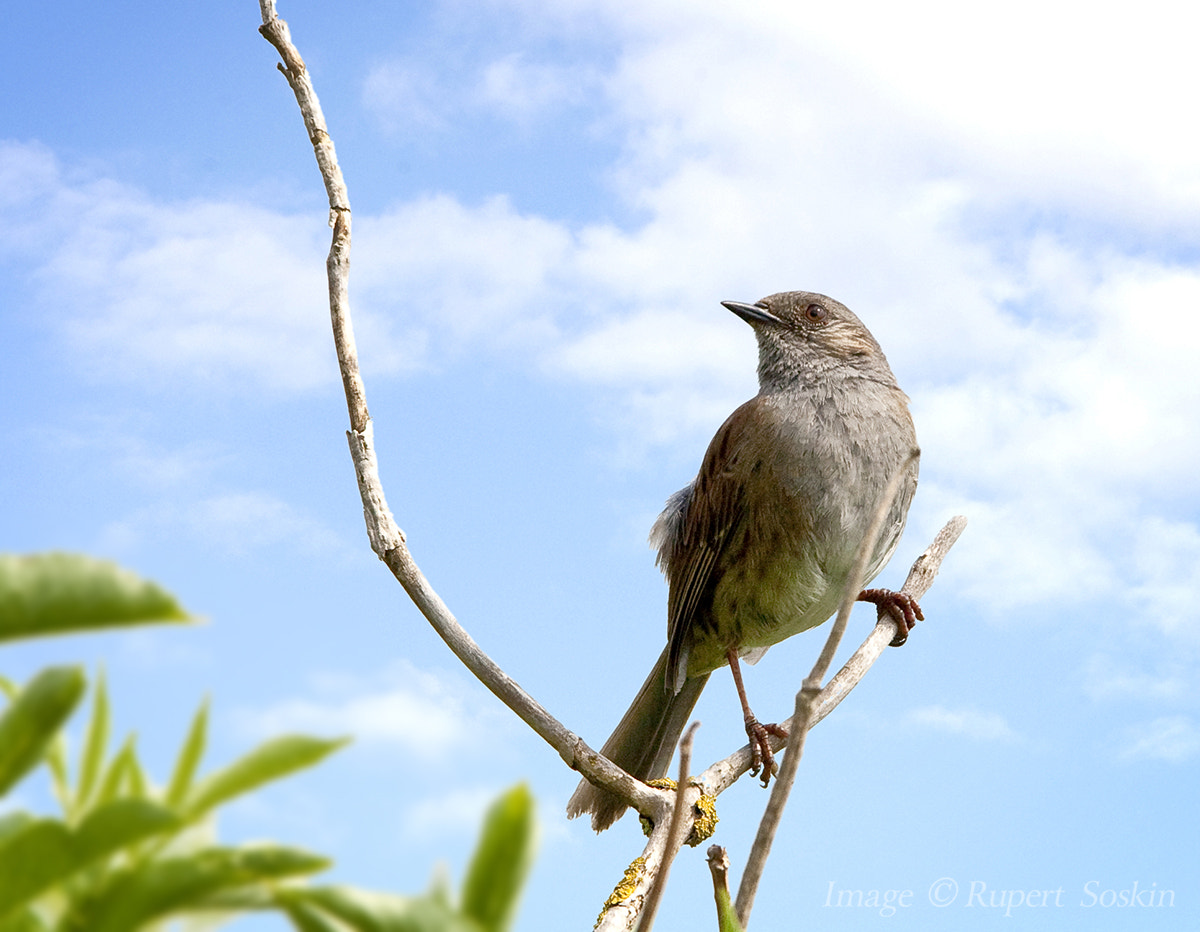 Canon EF 28-300mm F3.5-5.6L IS USM sample photo. Dunnock photography