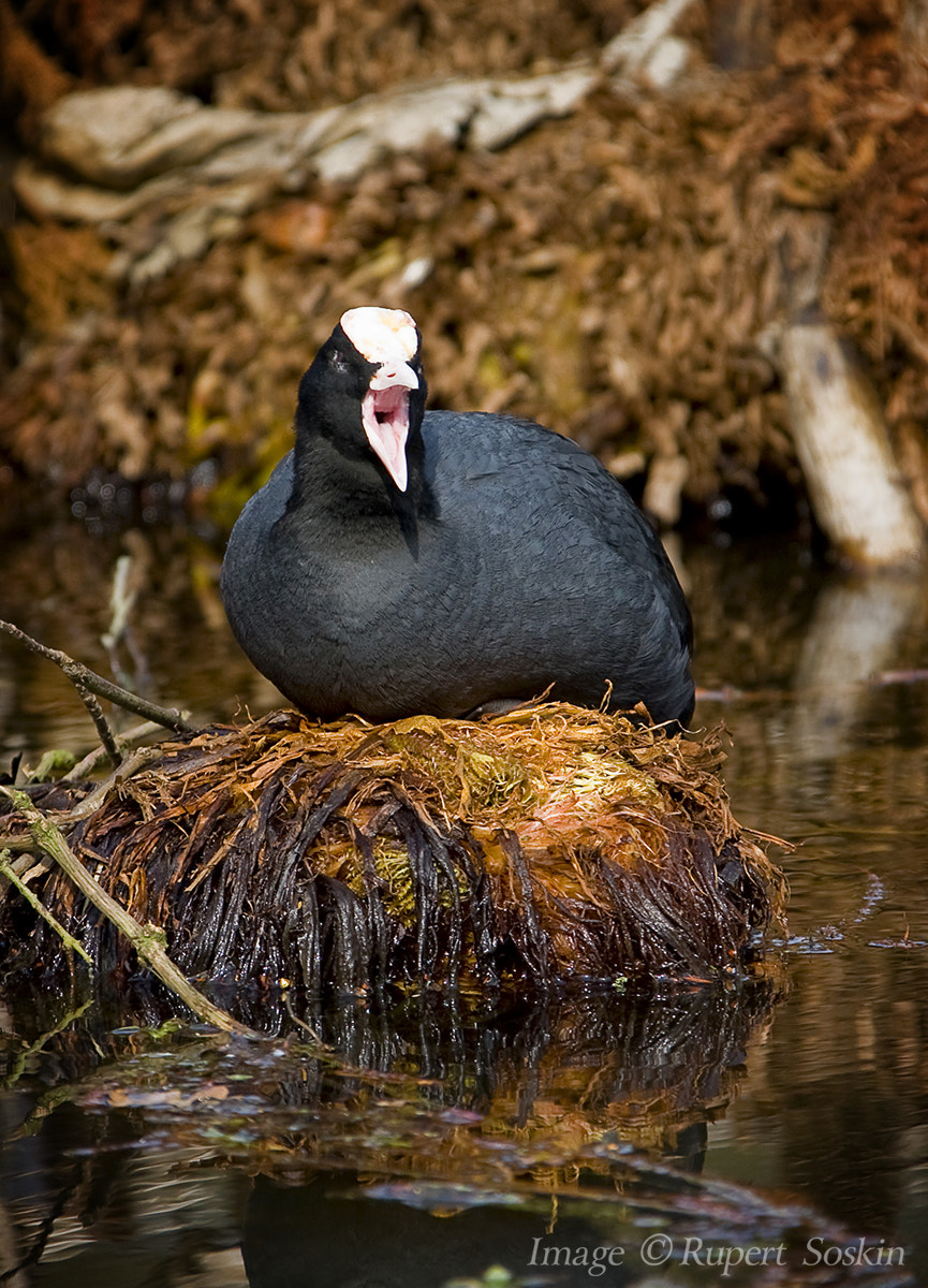 Canon EOS-1Ds Mark III + Canon EF 28-300mm F3.5-5.6L IS USM sample photo. Coot calling at nest photography