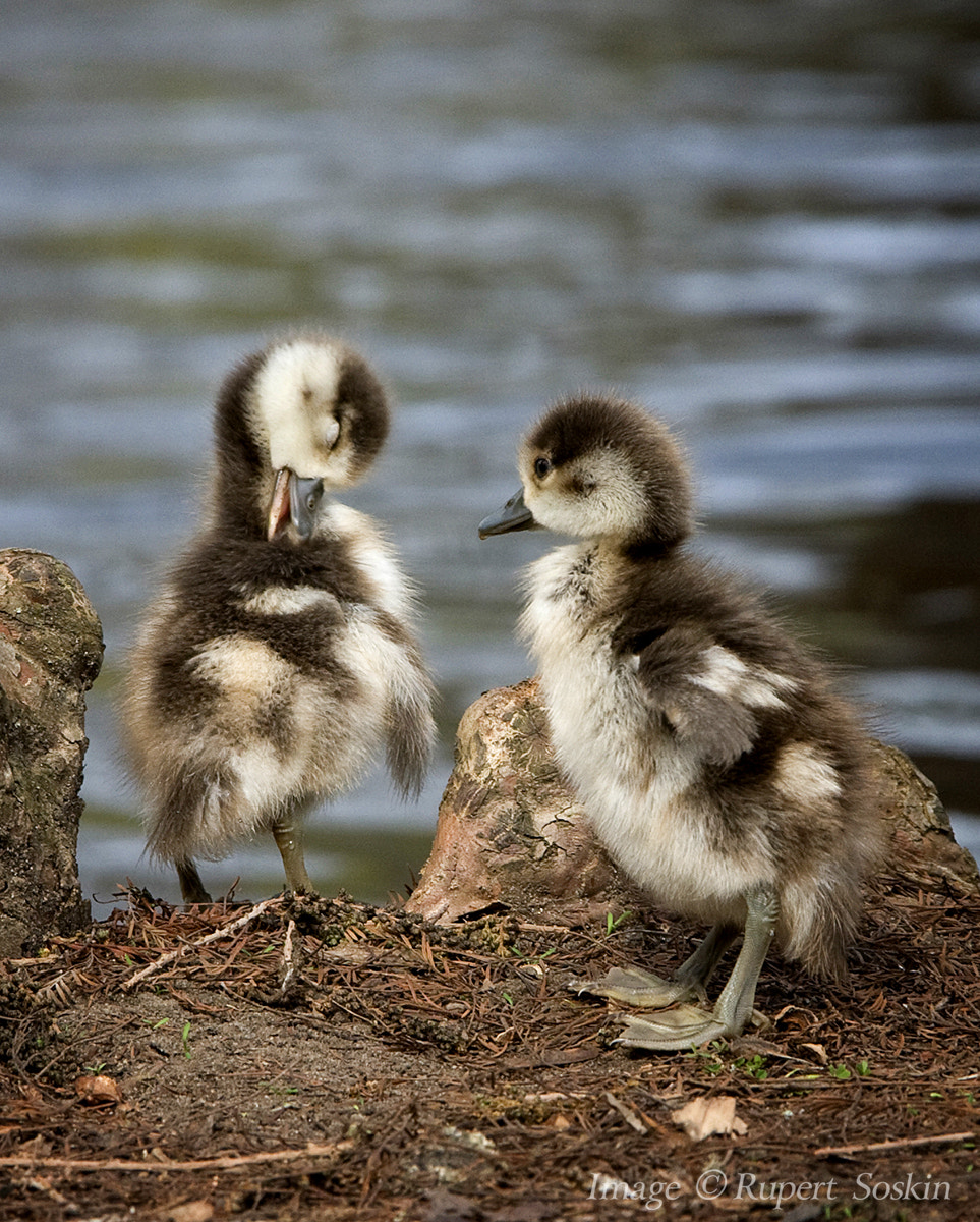 Canon EF 28-300mm F3.5-5.6L IS USM sample photo. Egyptian goose chicks preening photography